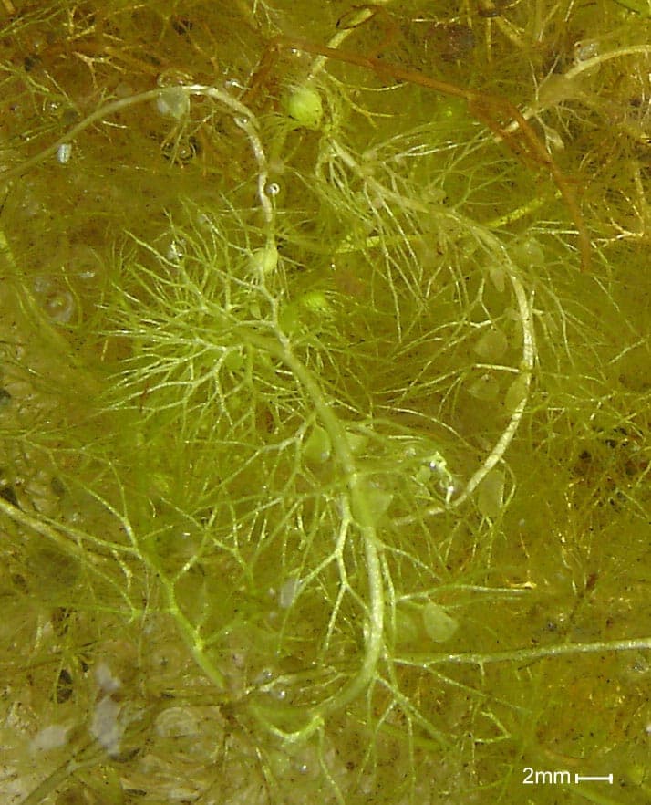 Utriculaire commune avec fleurs jaunes dans l'eau