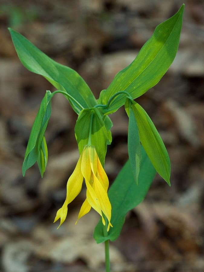 Uvulaire aux fleurs jaunes pendantes parmi les feuilles