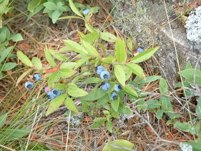Vaccinium angustifolium affichant des baies bleues mûres et fleurs blanches sur arbuste compact