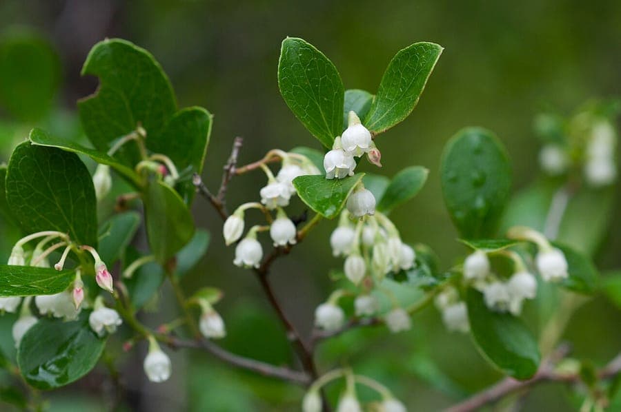 Vaccinium arboreum mit glänzend dunkelgrünem Laub und glänzend schwarzen Beeren im Herbst