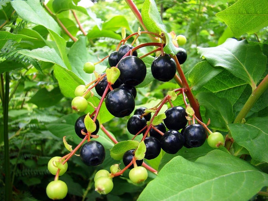 Vaccinium arctostaphylos met paarse bloemen en donkere bessen aan bergachtergrond