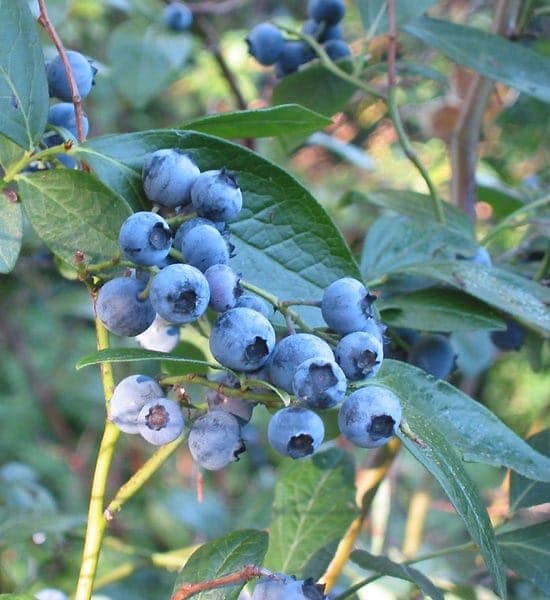 Ripe American blueberries clustered on branches of Vaccinium corymbosum
