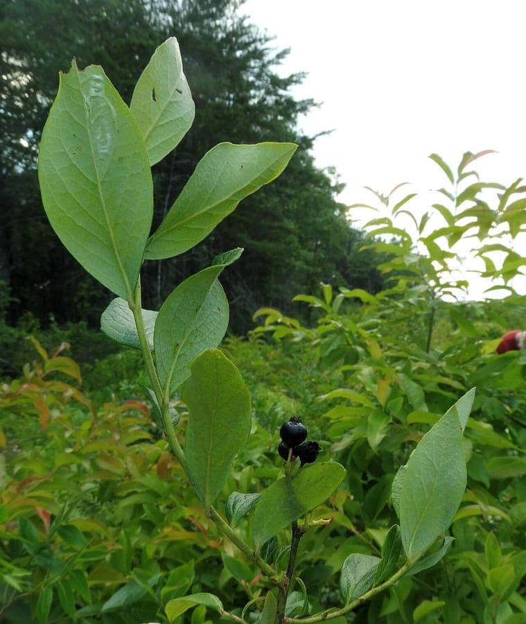 Vaccinium fuscatum avec tiges hirsutes, fleurs roses au début du printemps et baies bleu foncé