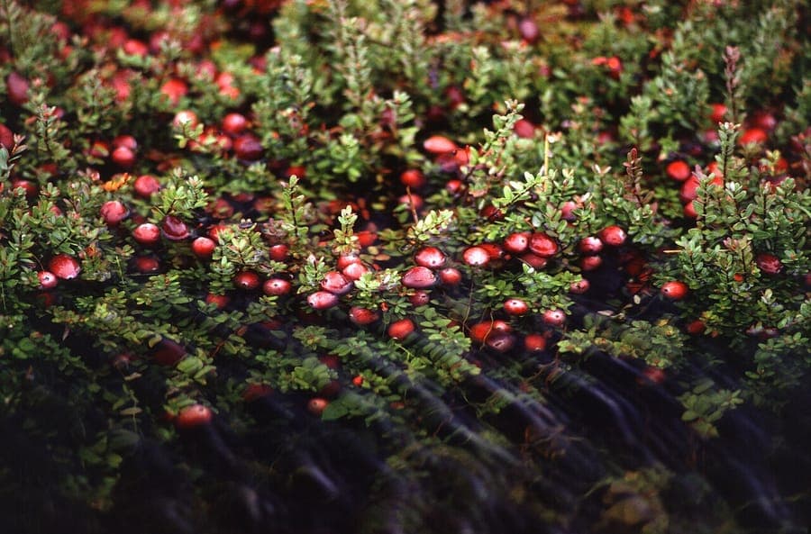 Vaccinium macrocarpon showing characteristic large bright red berries on spreading vines