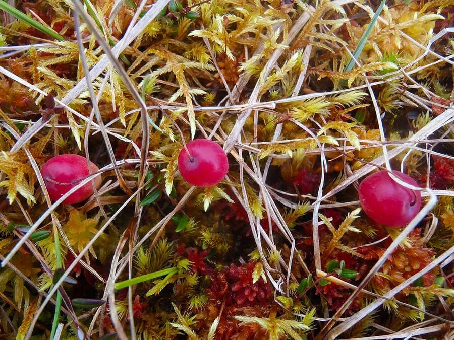 Vaccinium microcarpum met kleine rode vruchten en paarse bloemen
