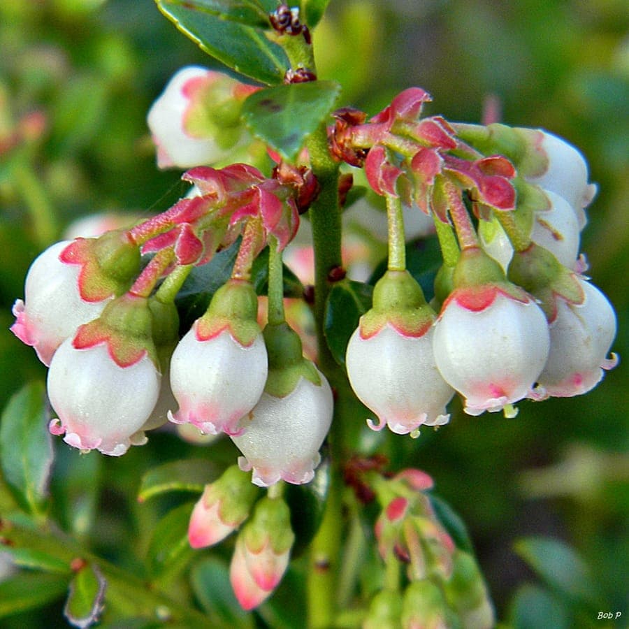 Vaccinium myrsinites low mat with shiny dark green leaves and small blue berries