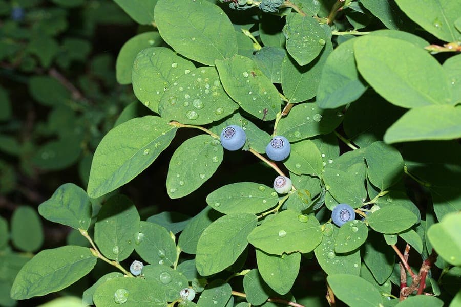 Vaccinium ovalifolium met rijpe blauwe bessen en karakteristieke ovale bladeren