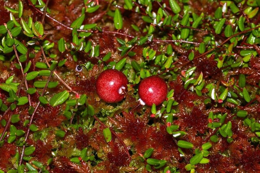 Red European bog cranberries hanging in wetland habitat