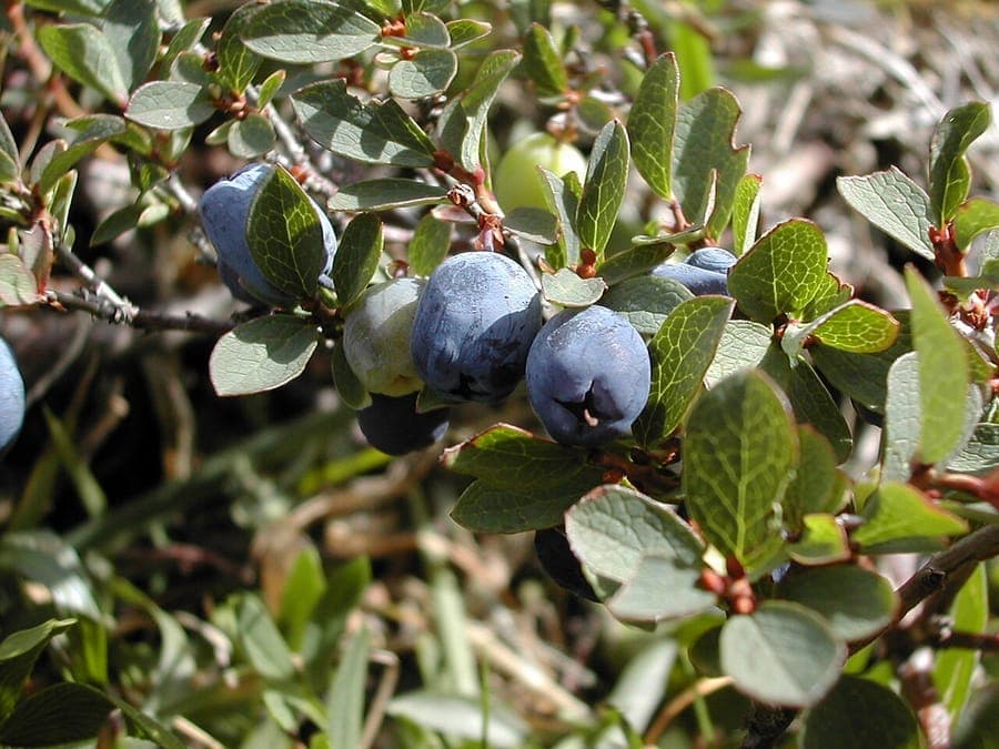 Bog blueberry (Vaccinium uliginosum) with ripe dark blue berries