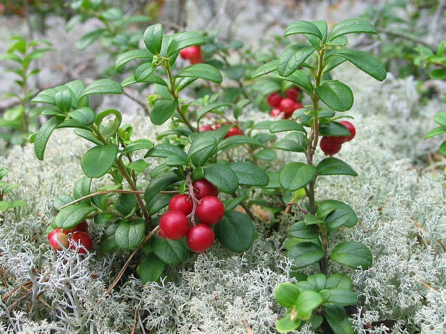 Red lingonberries clustering on evergreen Vaccinium vitis-idaea shrub