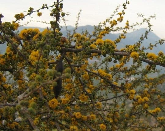 Vachellia caven boom met fijne bladjes en gele bloemen