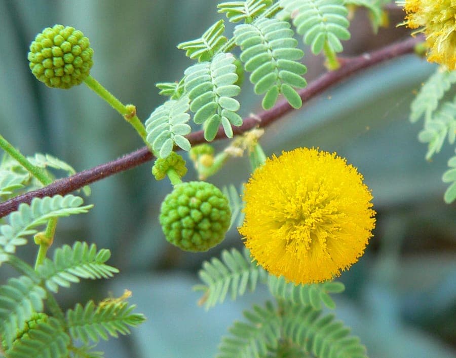Vachellia constricta met gele bloembolletjes en fijn geveerd blad aan doornige takken