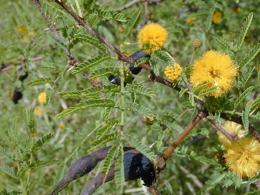 Vachellia farnesiana mit goldgelben Kugelbluten an dornigen Asten