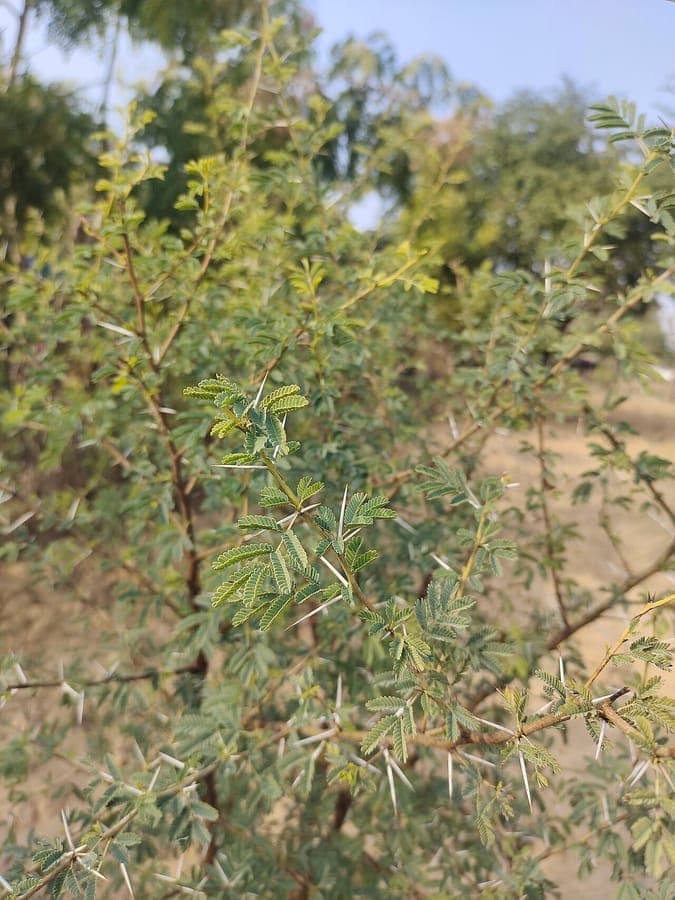 Gum arabic tree (Vachellia nilotica) with yellow ball flowers in a dry African landscape