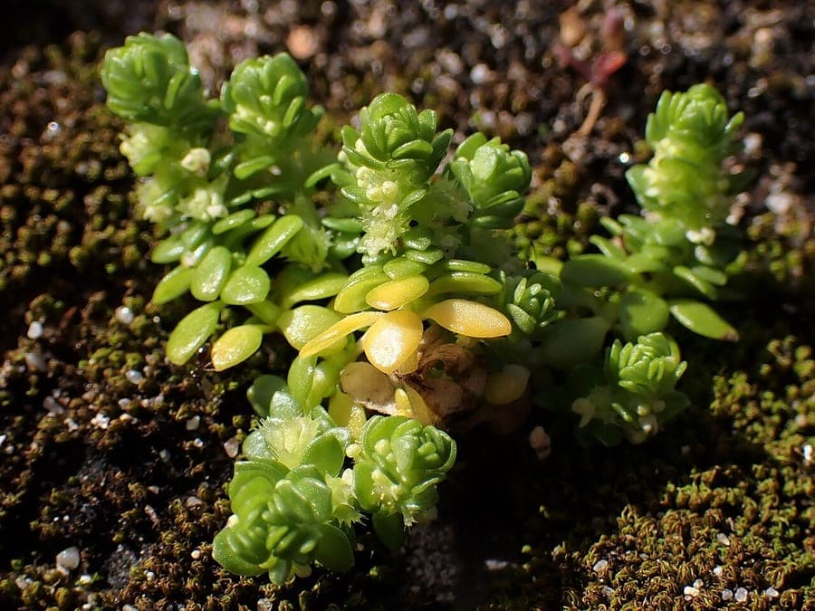 Wall valantia plant displaying small white flowers against a sun-baked Mediterranean wall