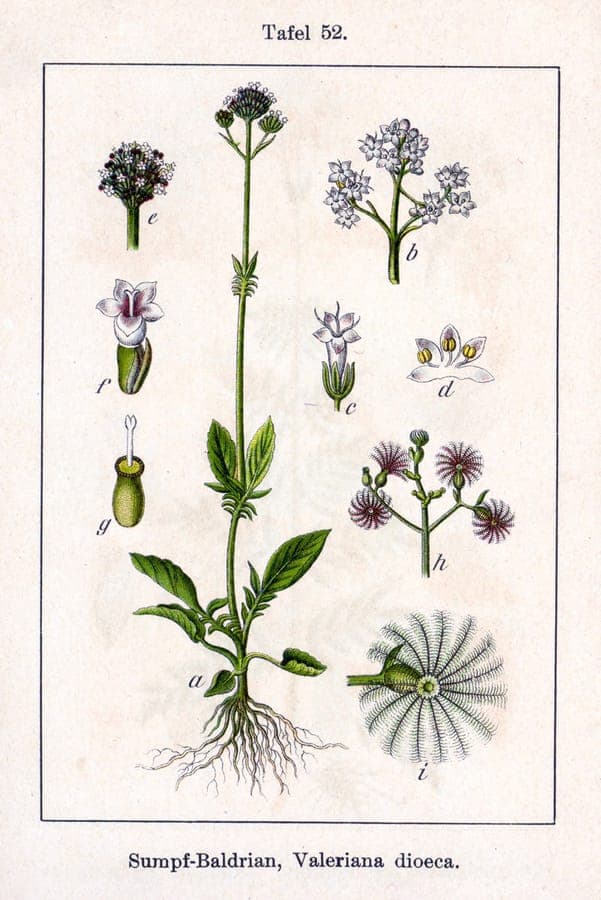 Marsh valerian with pink flowers in wet area