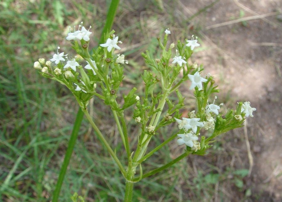 Valeriana occidentalis westlicher Baldrian mit weissen Bluten in Berglandschaft