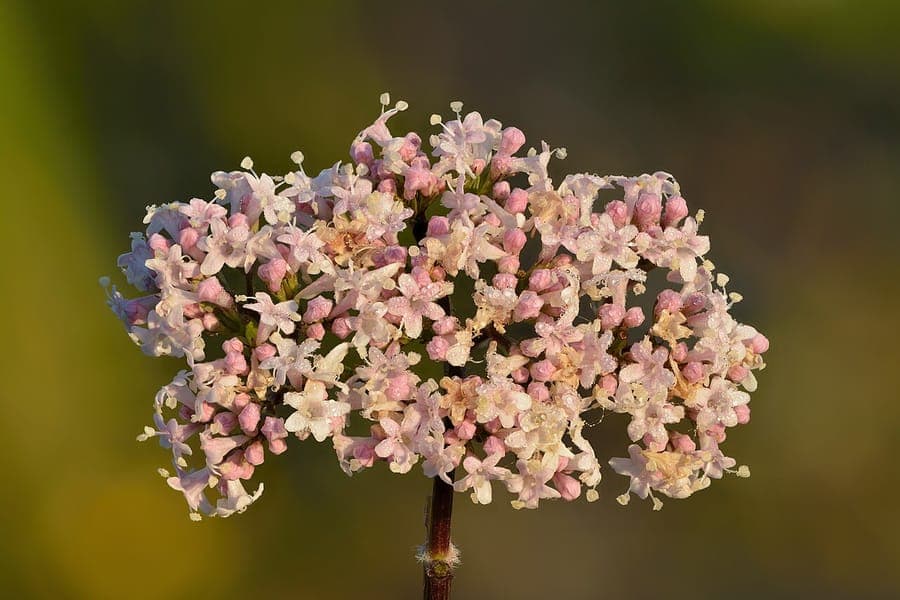 Valeriane officinale avec fleurs roses et feuilles vertes