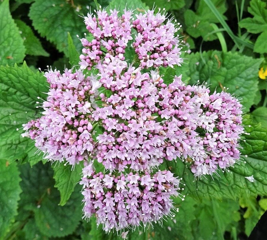 Pyrenean valerian displaying purple flower clusters