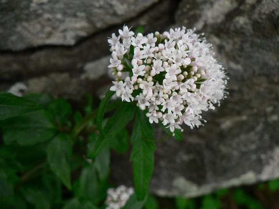Driebladvaleriaan in vol bloei met paarse bloemen