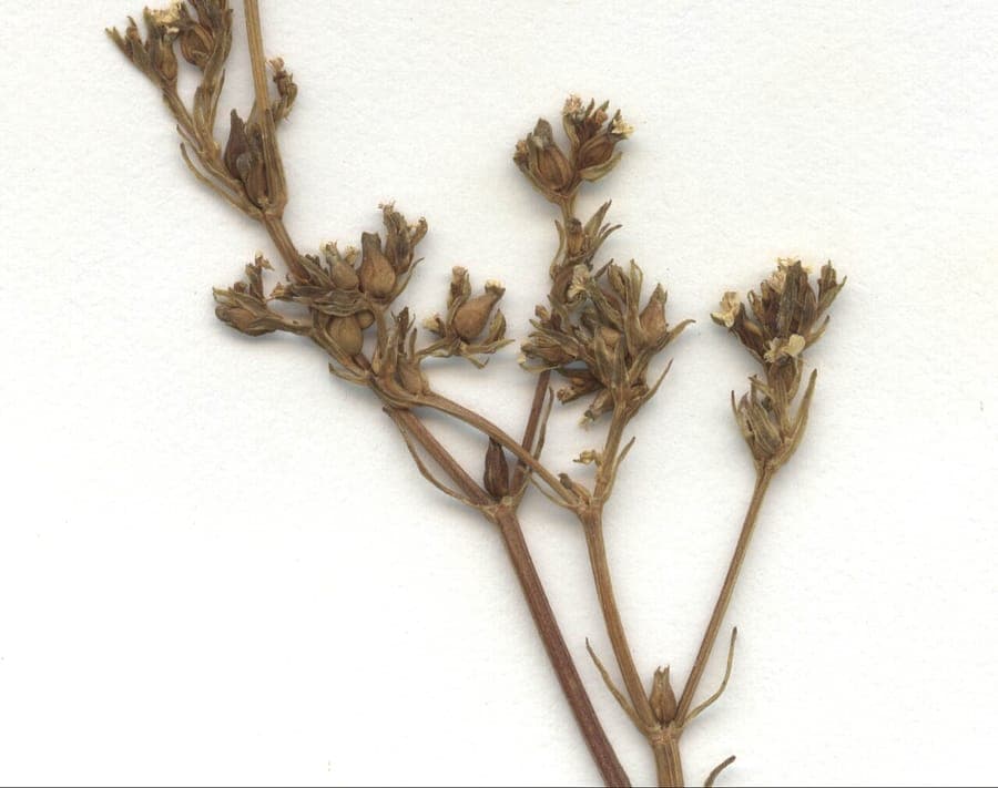 Valerianella dentata plant with small toothed leaves in seasonal light
