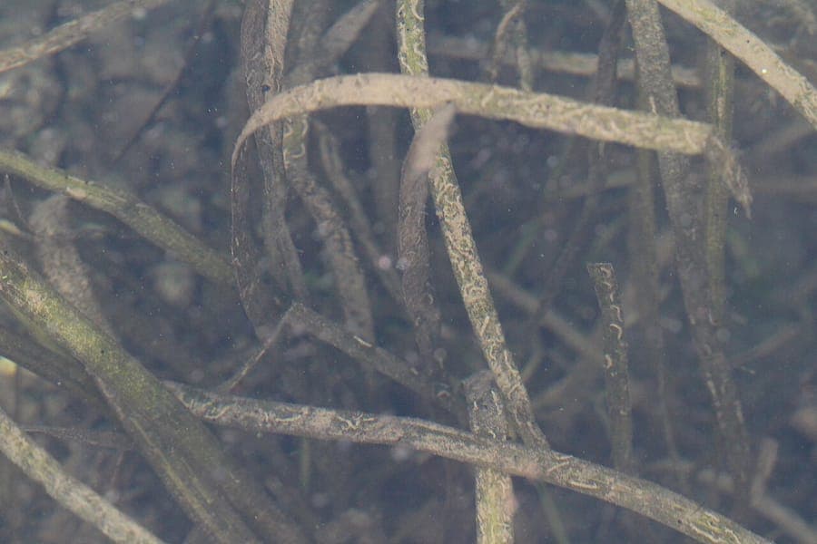 Water celery with long green leaves underwater