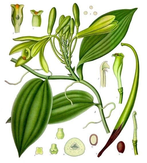 Bourbon-vanille plant met groene vruchten