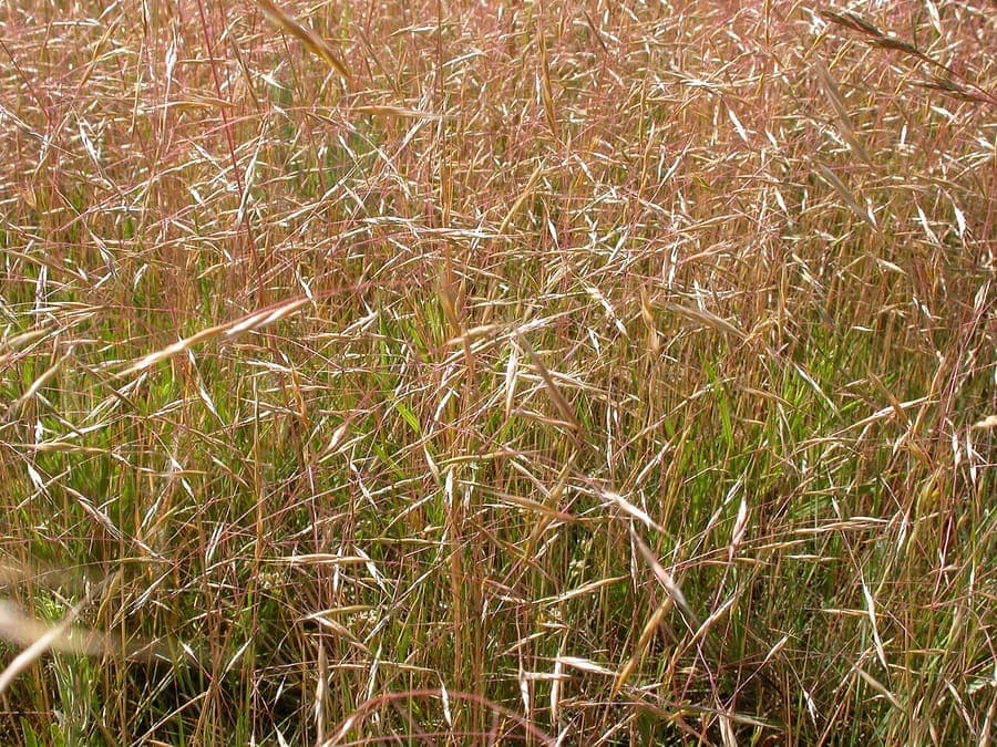 Ventenata dubia ornamental grass with delicate spikelets in a sunny garden setting