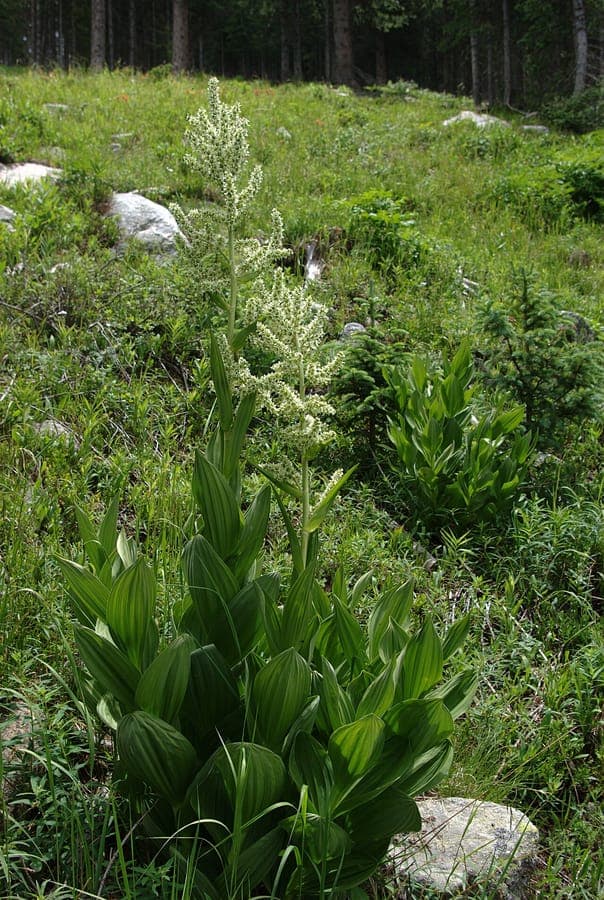 Veratrum californicum showing broad ribbed leaves and tall white flower plumes in a moist mountain meadow