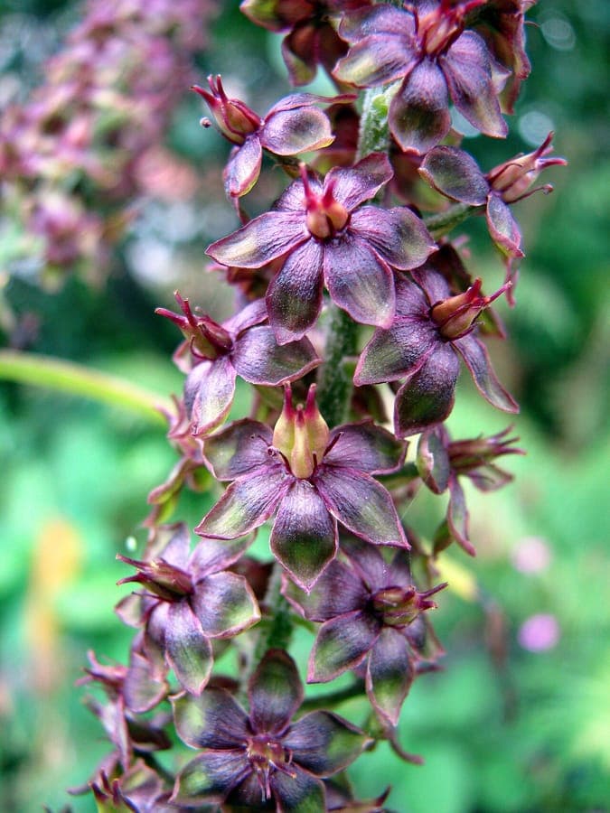 Black veratrum with purple flower spikes and broad leaves