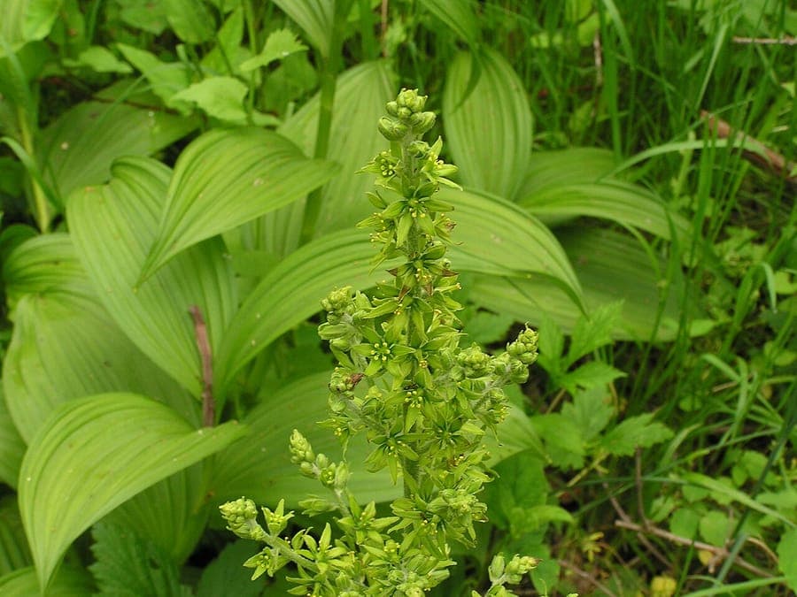 Veratrum viride displaying large pleated leaves and striking green flower spires in woodland settings