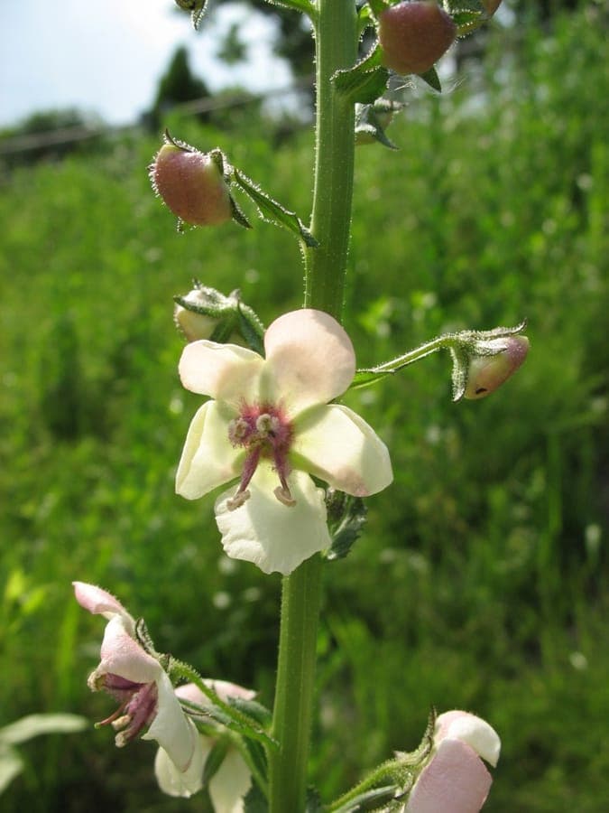 Moth mullein with yellow flowers along slender stem in summer sun