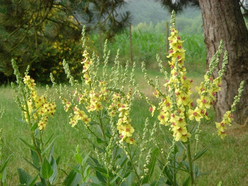 Verbascum chaixii with yellow flower spikes in bloom