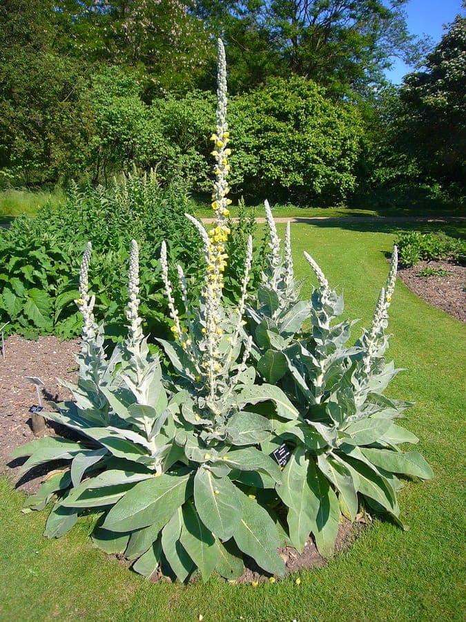 Verbascum densiflorum with dense yellow flower spikes