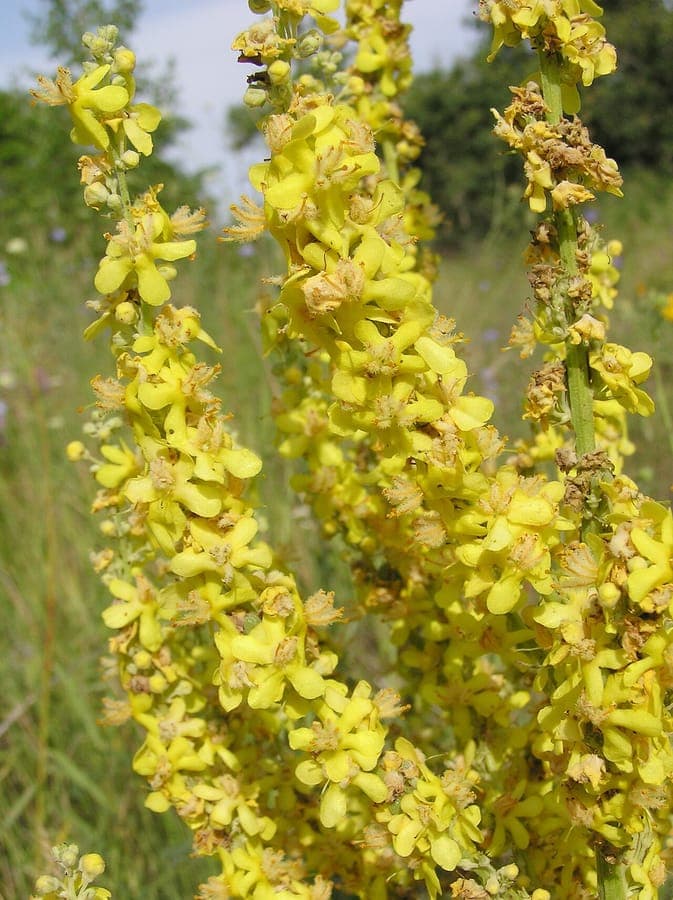 Verbascum lychnitis with white flower spikes