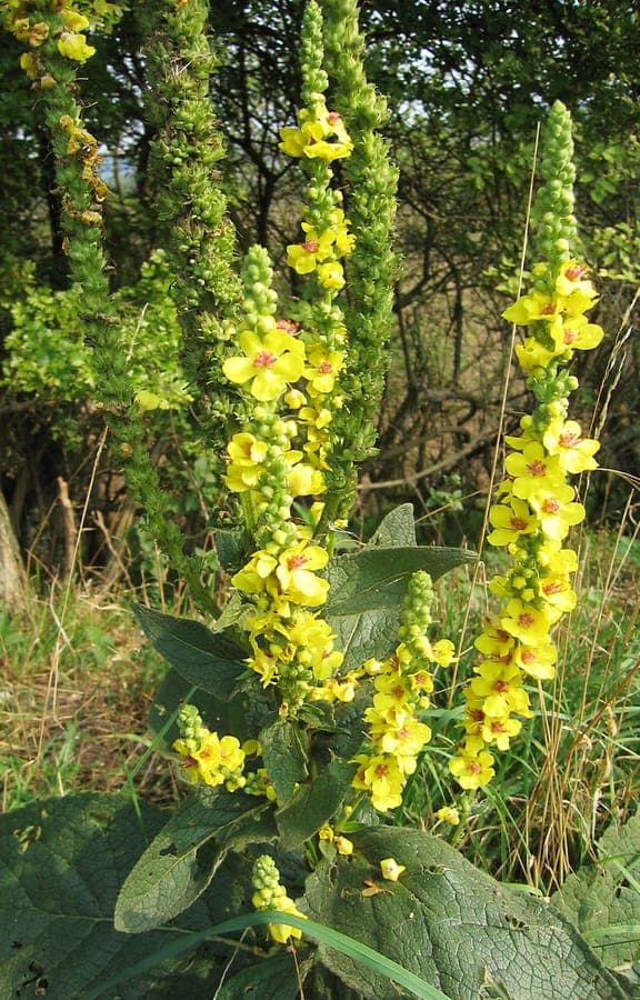 Verbascum nigrum with yellow flowers and dark stamens