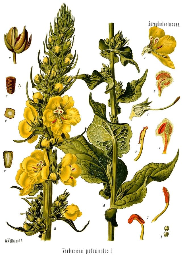 Verbascum phlomoides with yellow flower spikes in full bloom