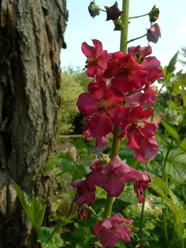 Purple mullein plant with vibrant purple flowers
