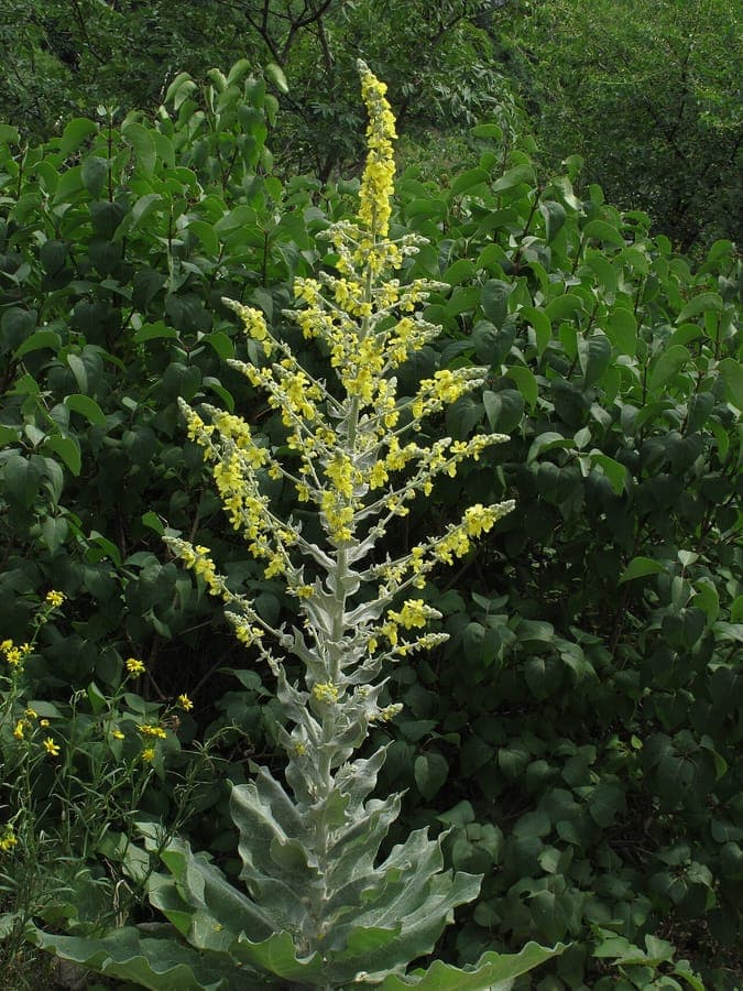 Flockige Königskerze mit gelben Blüten und silbernem Laub