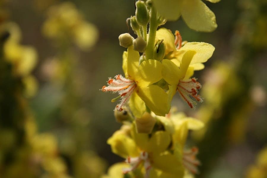 Blüten der Prächtigen Königskerze in voller Blüte