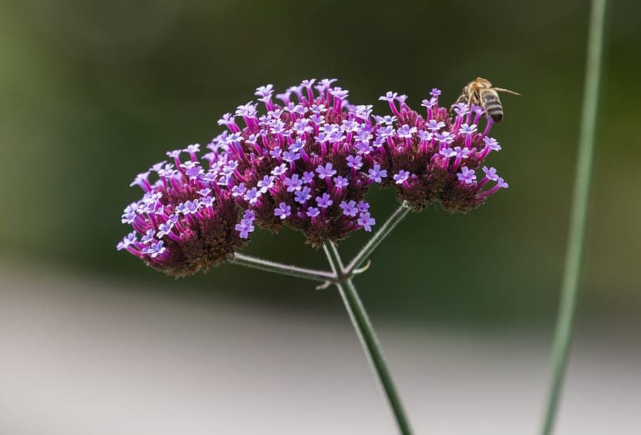 Verveine de Buenos Aires en fleurs dans une bordure mixte avec graminées et échinacées
