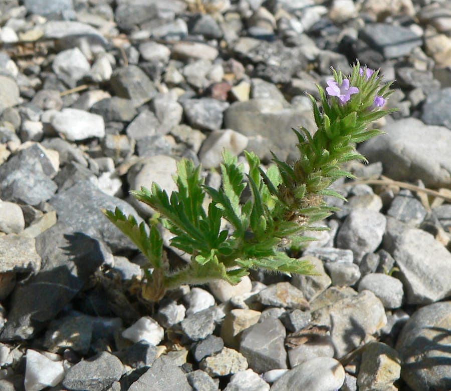 Bigbract verbena (Verbena bracteata) with small purple flowers on dry sunny ground