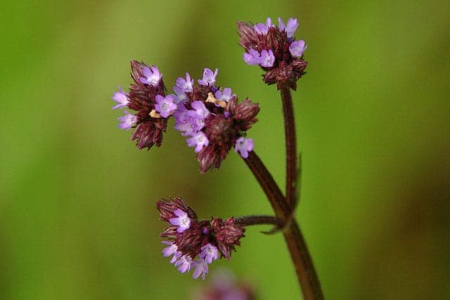 Brasilianische Verbene mit violetten Bluten