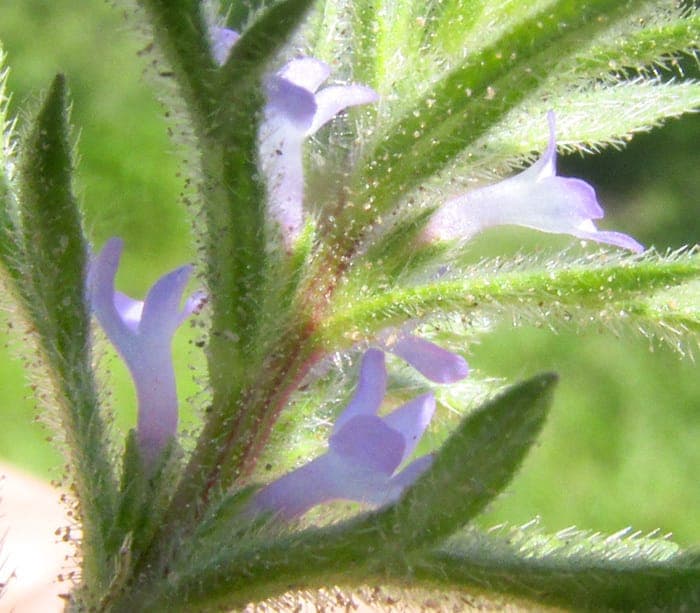 Verbena canescens with gray-green foliage and purple-pink flowers in full sun
