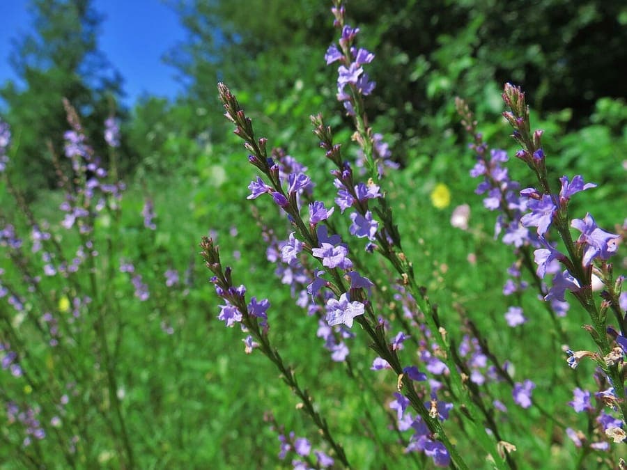 Texas vervain (Verbena halei) met kleine paarse bloemen op stijve stengels