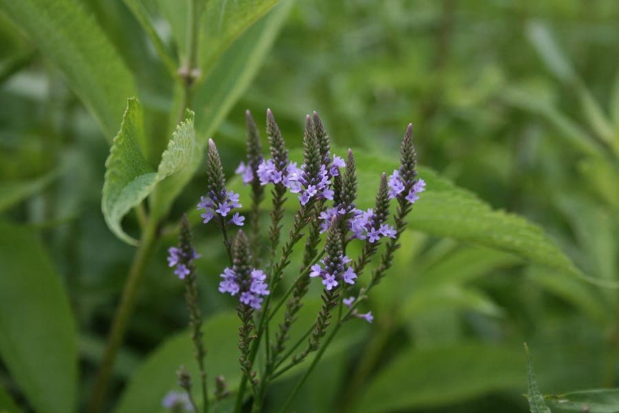 Tall stands of American blue vervain with slender purple flower spikes in full bloom, set against a sunny meadow backdrop.