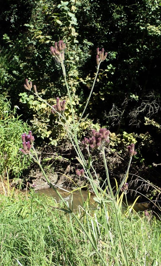 Verbena incompta displaying purple flower spikes on slender stems