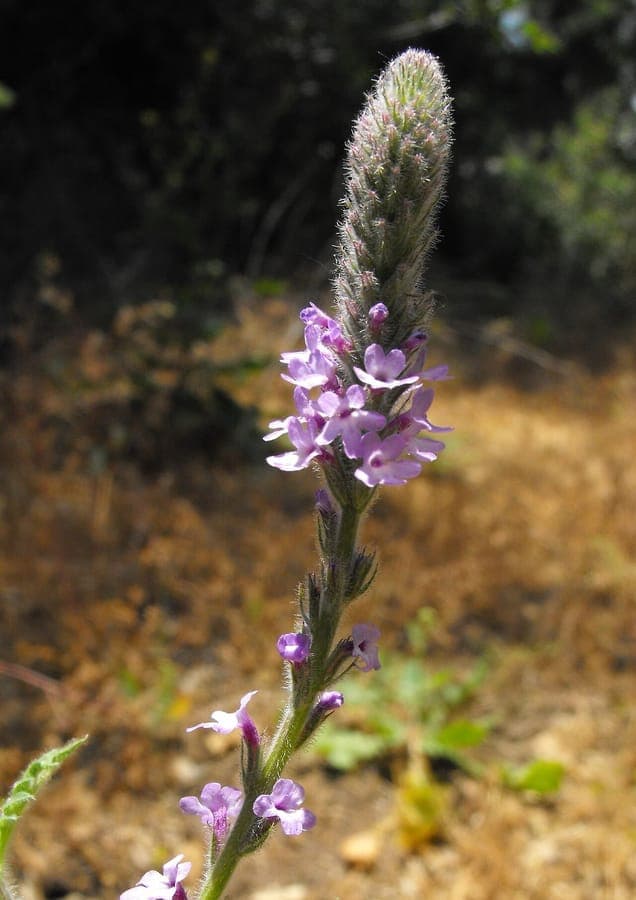 Verveine (Verbena lasiostachys) mit dichten Bluetenwaehlen in Rosa-Purpur-Toenen