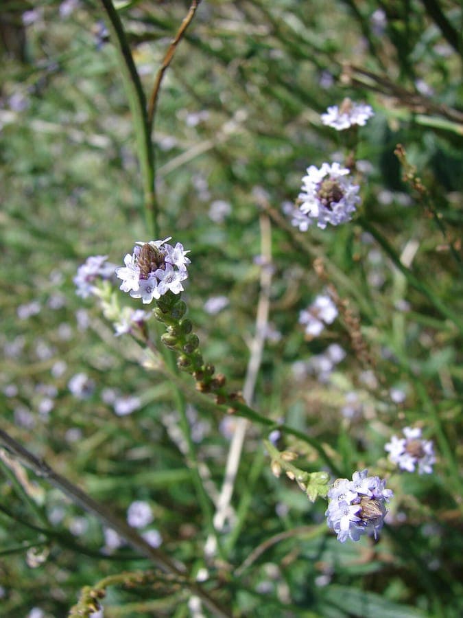 Verbena litoralis Bluten und Wuchsform wahrend der Bluezeit