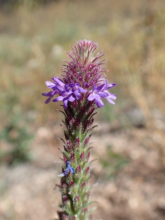 Fleurs de Verbena macdougalii en violet-pourpre sur terrain rocheux